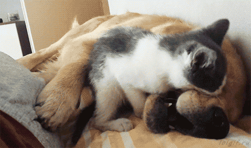 10 funny gif 263 kitten bullies dog