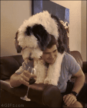 06 funny gif 271 dog has drinking problem