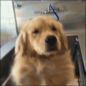 01 funny gif 216 dog gets blow