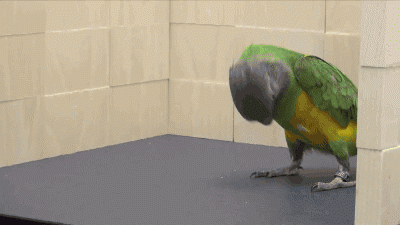 08 funny gif 182 rolling bird