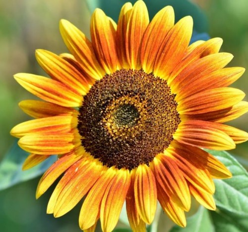 sunflower 3614728 1920 1024x683