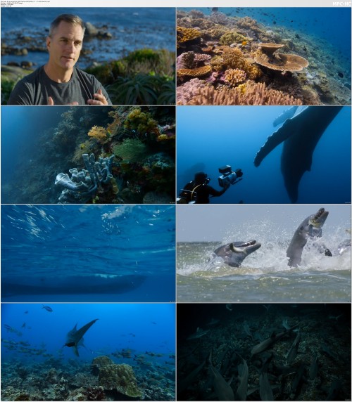 Disneynature Diving With Dolphins (2020) 1080p 5.1 2.0 x264 Phun Psyz.mp4 thumbs