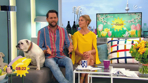 Dreimal-upskirt-in-10-sec---Alina-Merkau-upskirt---SAT.1-Fruhstucksfernsehen-05.06.2019.gif