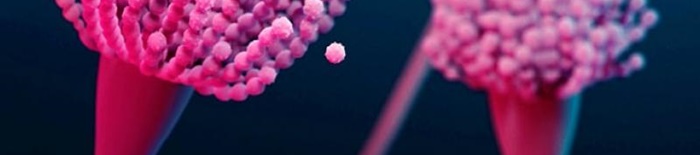 Aspergillose2.jpeg